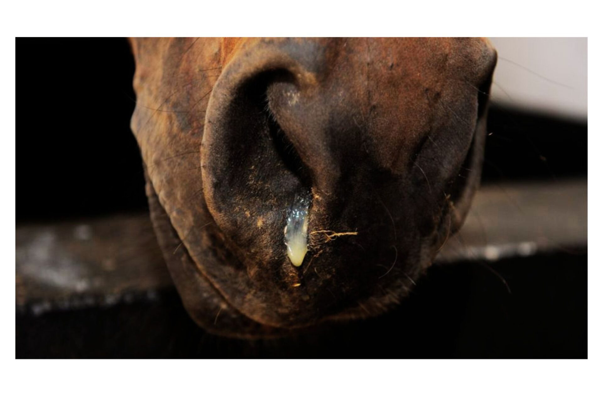 Rinopolmonite: rinfocola l'allerta in Europa tra concorsi annullati e gravi perdite negli allevamenti