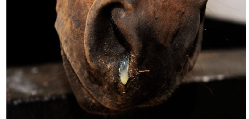 Rinopolmonite: rinfocola l'allerta in Europa tra concorsi annullati e gravi perdite negli allevamenti