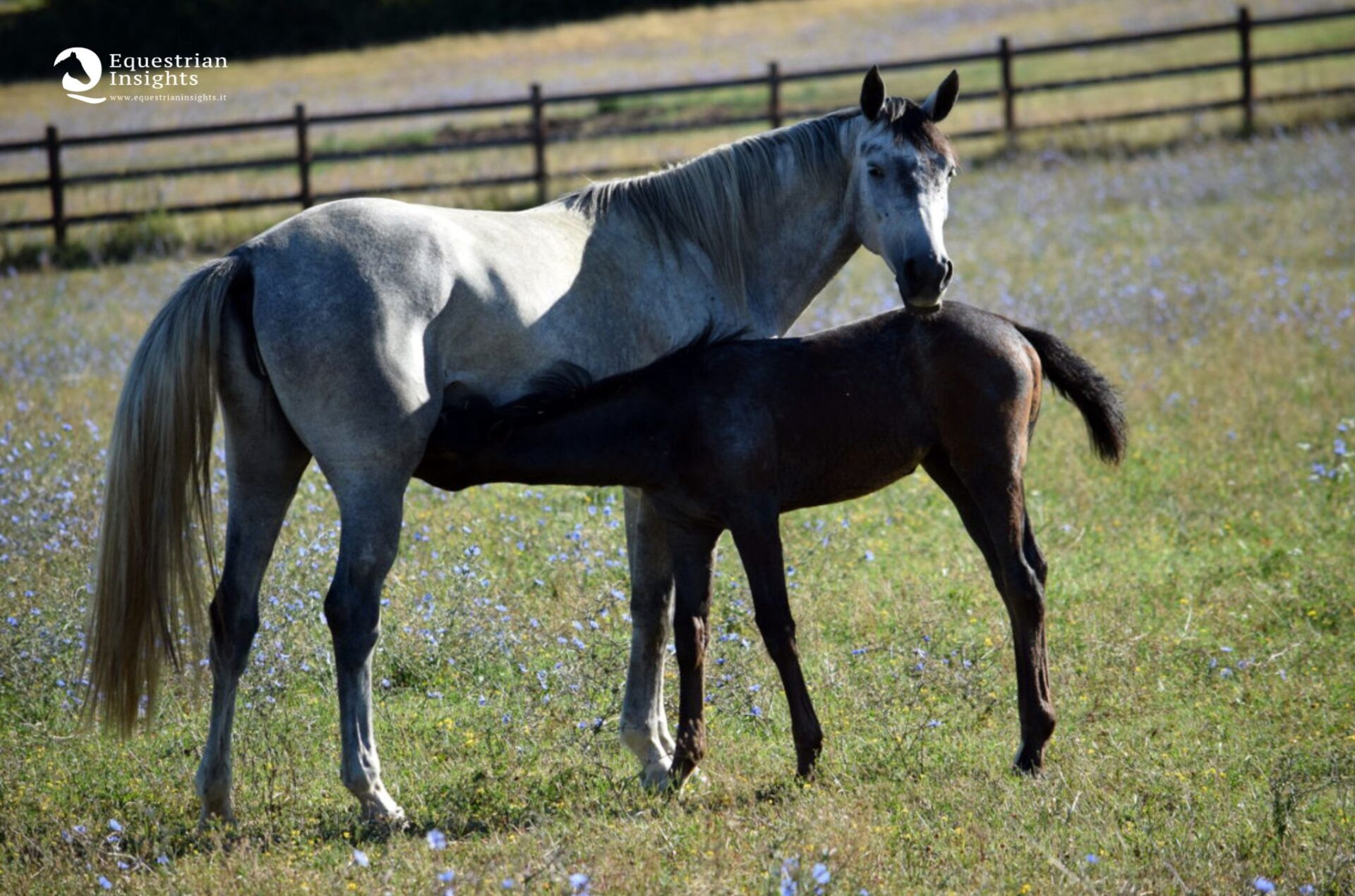"Senza allevatori, niente cavalli. Senza cavalli, niente sport"