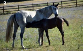 "Senza allevatori, niente cavalli. Senza cavalli, niente sport"