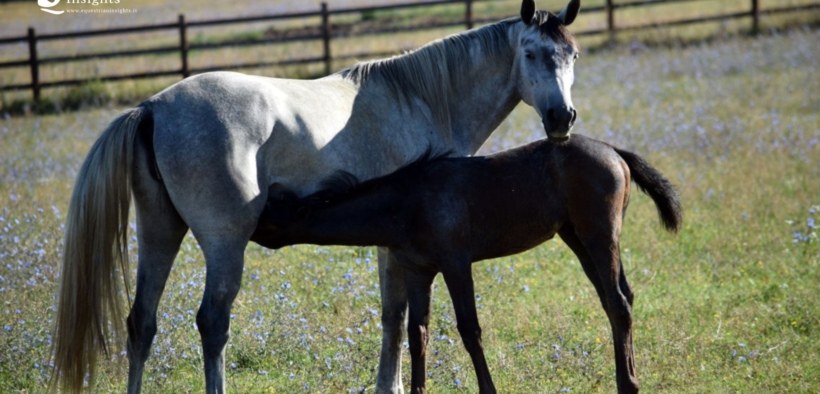"Senza allevatori, niente cavalli. Senza cavalli, niente sport"
