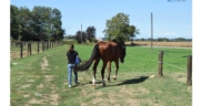 Cavallo anziano e movimento: qualità della vita, autonomia e dignità