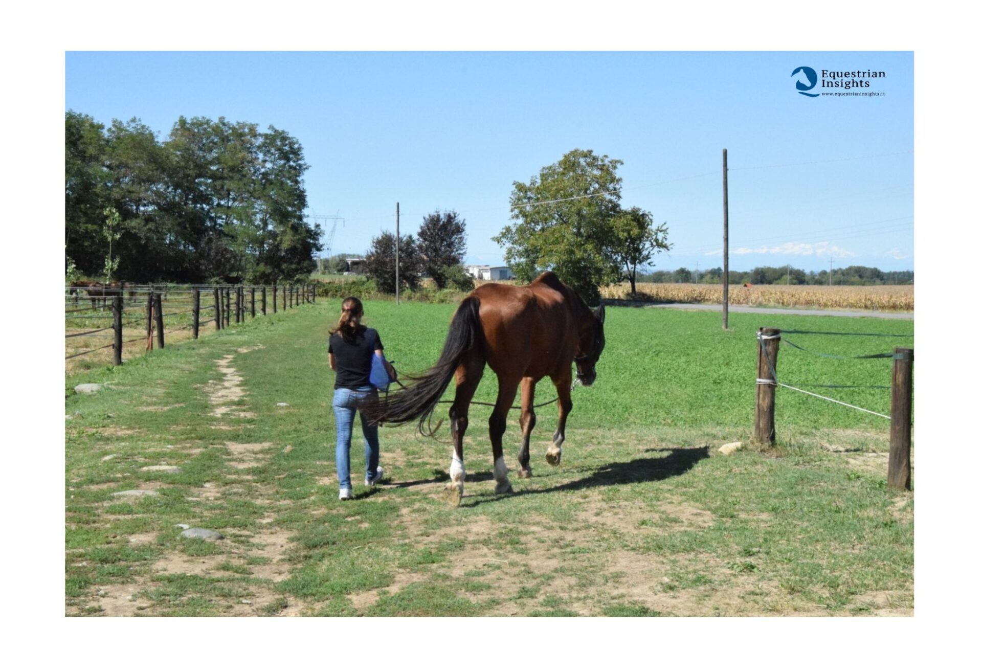 Cavallo anziano e movimento: qualità della vita, autonomia e dignità