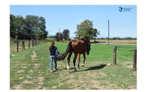 Cavallo anziano e movimento: qualità della vita, autonomia e dignità