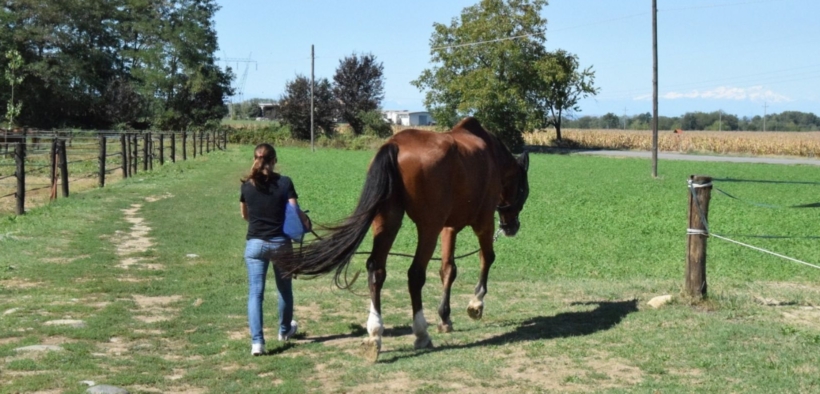 Cavallo anziano e movimento: qualità della vita, autonomia e dignità