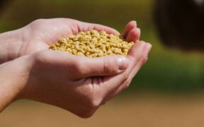 L'estrusione e i suoi vantaggi: per un'alimentazione efficiente del cavallo by Cortal Horse