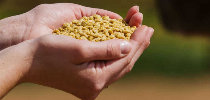L'estrusione e i suoi vantaggi: per un'alimentazione efficiente del cavallo by Cortal Horse