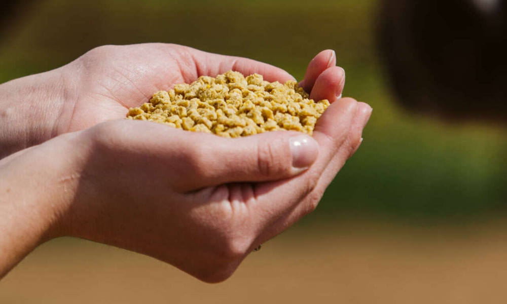 L'estrusione e i suoi vantaggi: per un'alimentazione efficiente del cavallo by Cortal Horse