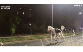 Roma, cavalli in fuga durante le prove del 2 giugno: paura nella notte, quattro feriti