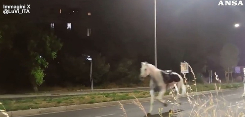 Roma, cavalli in fuga durante le prove del 2 giugno: paura nella notte, quattro feriti