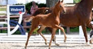 Com'è andata 1^ asta online di puledri da salto ostacoli e dressage Schockemöhle–Helgstrand