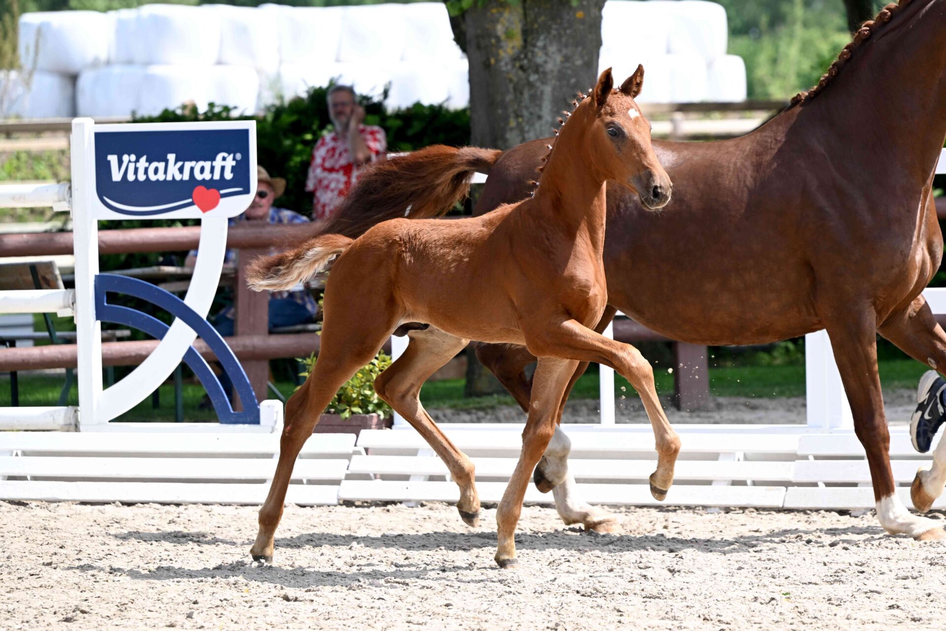 Com'è andata 1^ asta online di puledri da salto ostacoli e dressage Schockemöhle–Helgstrand