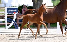 Com'è andata 1^ asta online di puledri da salto ostacoli e dressage Schockemöhle–Helgstrand