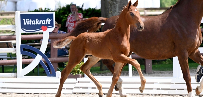 Com'è andata 1^ asta online di puledri da salto ostacoli e dressage Schockemöhle–Helgstrand