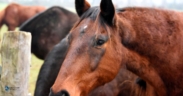 PPID nel cavallo: 5 punti chiave per comprendere oggi la sindrome di Cushing