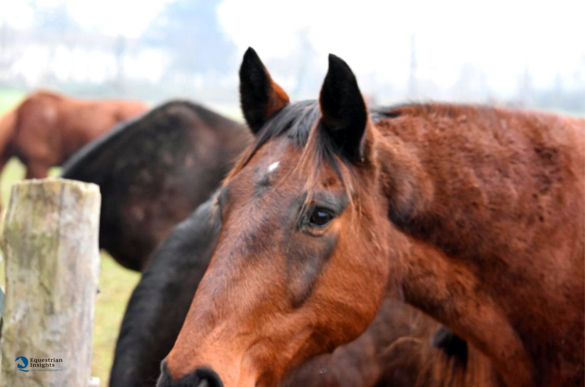 PPID nel cavallo: 5 punti chiave per comprendere oggi la sindrome di Cushing