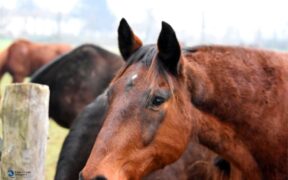PPID nel cavallo: 5 punti chiave per comprendere oggi la sindrome di Cushing