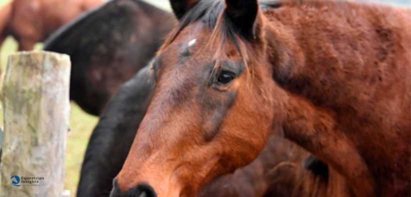 PPID nel cavallo: 5 punti chiave per comprendere oggi la sindrome di Cushing