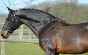 Quali stalloni stanno producendo il maggior numero di cavalli sportivi? Una sensata Top Ten