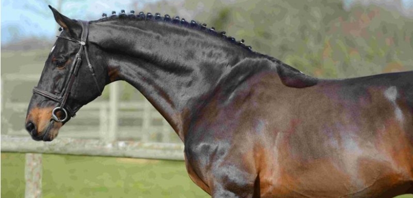 Quali stalloni stanno producendo il maggior numero di cavalli sportivi? Una sensata Top Ten