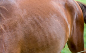 Cosa fare se il tuo cavallo fa fatica a prendere peso? Le indicazioni di Cortal Horse 3