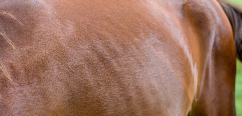 Cosa fare se il tuo cavallo fa fatica a prendere peso? Le indicazioni di Cortal Horse 3