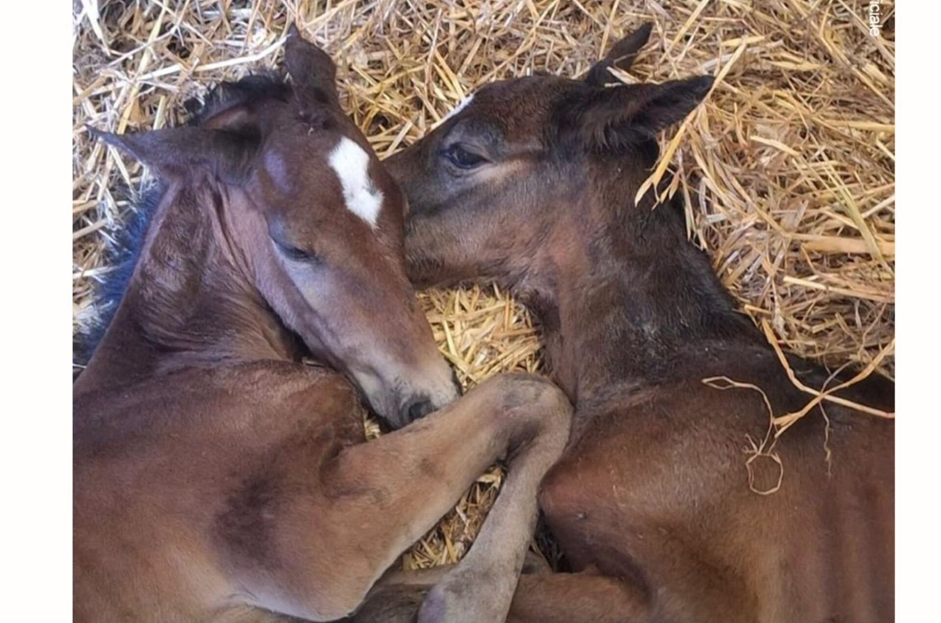 Il miracolo e il prezzo della vita: due puledri gemelli sfidano la statistica