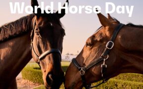 La FEI celebra la Giornata Mondiale del Cavallo (11 luglio)