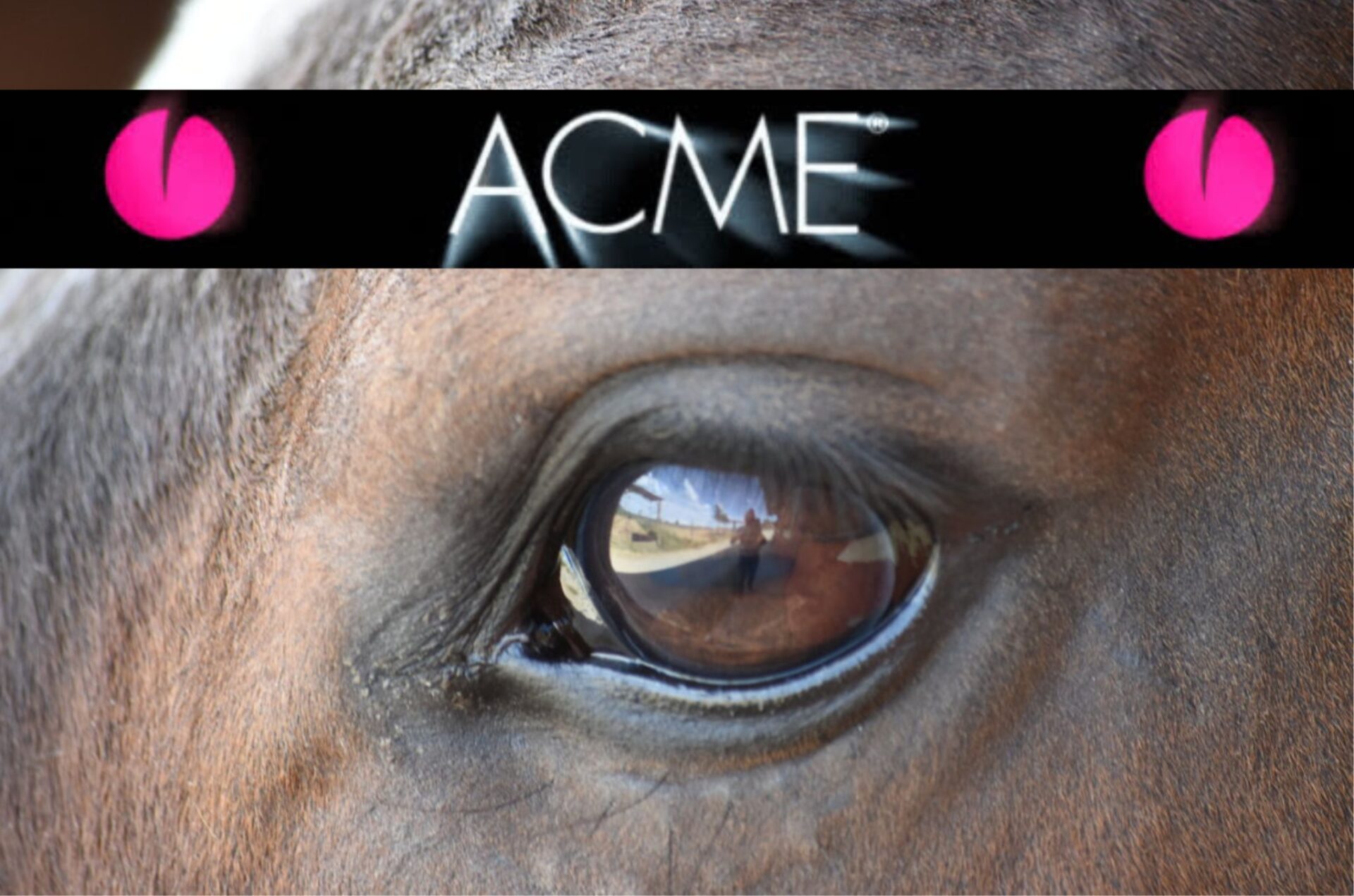 ACME, dal 1987 al fianco del benessere animale con ricerca, qualità e competenza 2