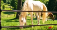 Recinzioni Badi Farm: quando la sicurezza nasce dal progetto 1