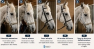 Leggere il volto del cavallo: la scienza individua nuovi segnali da osservare 1