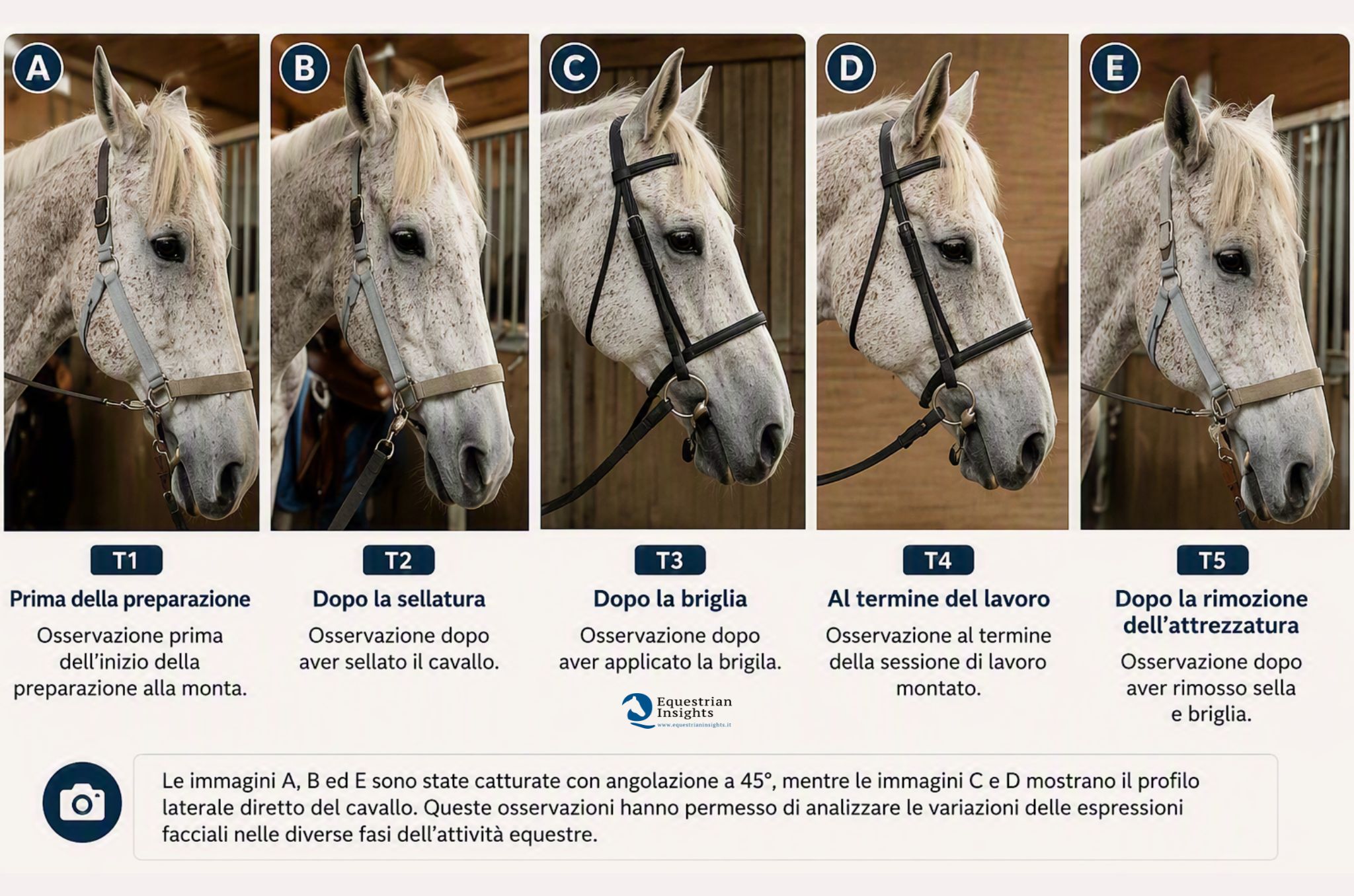 Leggere il volto del cavallo: la scienza individua nuovi segnali da osservare 3