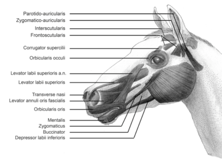 Leggere il volto del cavallo: la scienza individua nuovi segnali da osservare