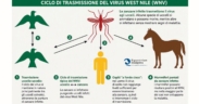 West Nile Disease, perché l’Italia guida l’Europa per casi confermati