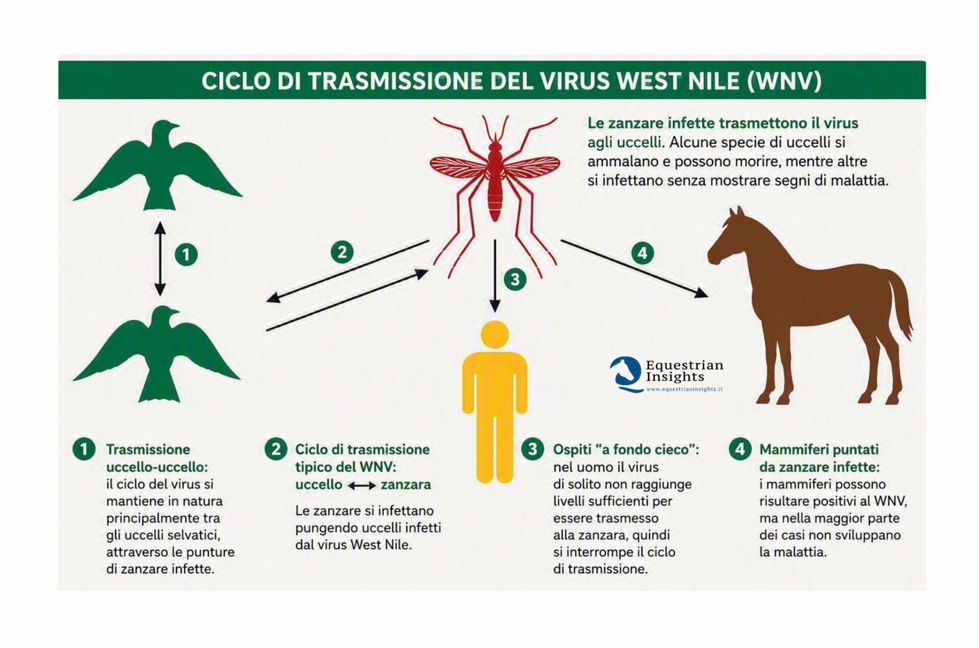 West Nile Disease, perché l’Italia guida l’Europa per casi confermati