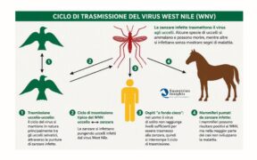 West Nile Disease, perché l’Italia guida l’Europa per casi confermati