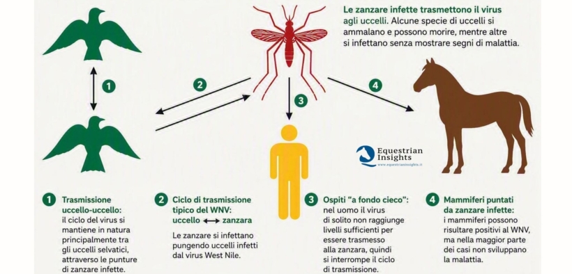 West Nile Disease, perché l’Italia guida l’Europa per casi confermati