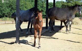 Legge Equidi animali d'affezione, la Camera accelera